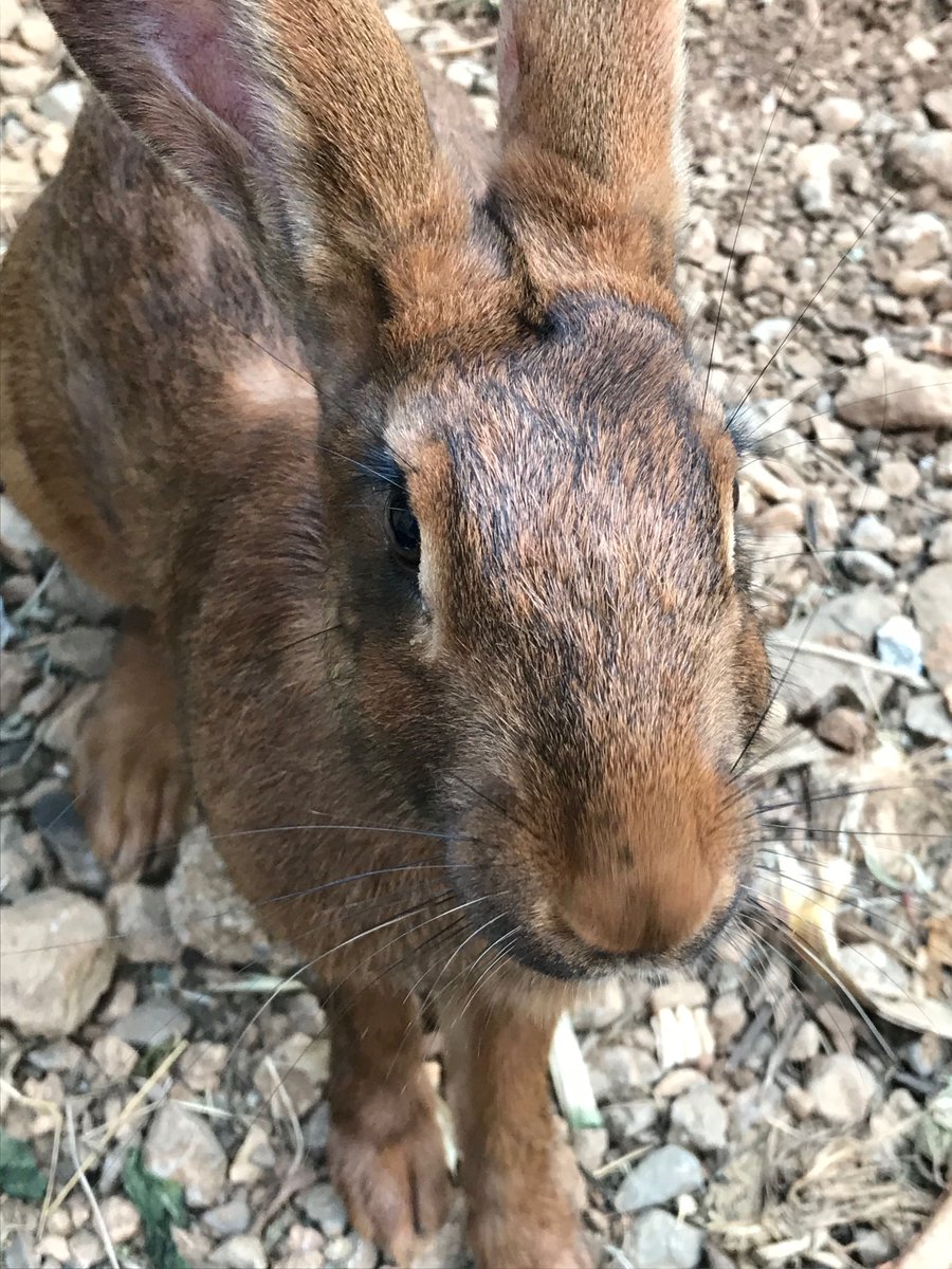 emmamilnethevet's tweet image. Met these rabbits this weekend. If only more pet rabbits had this freedom, social contact, the ability to dig, stretch out, stand up, explore and a body that&apos;s fit to do all those things! More on my FB page.