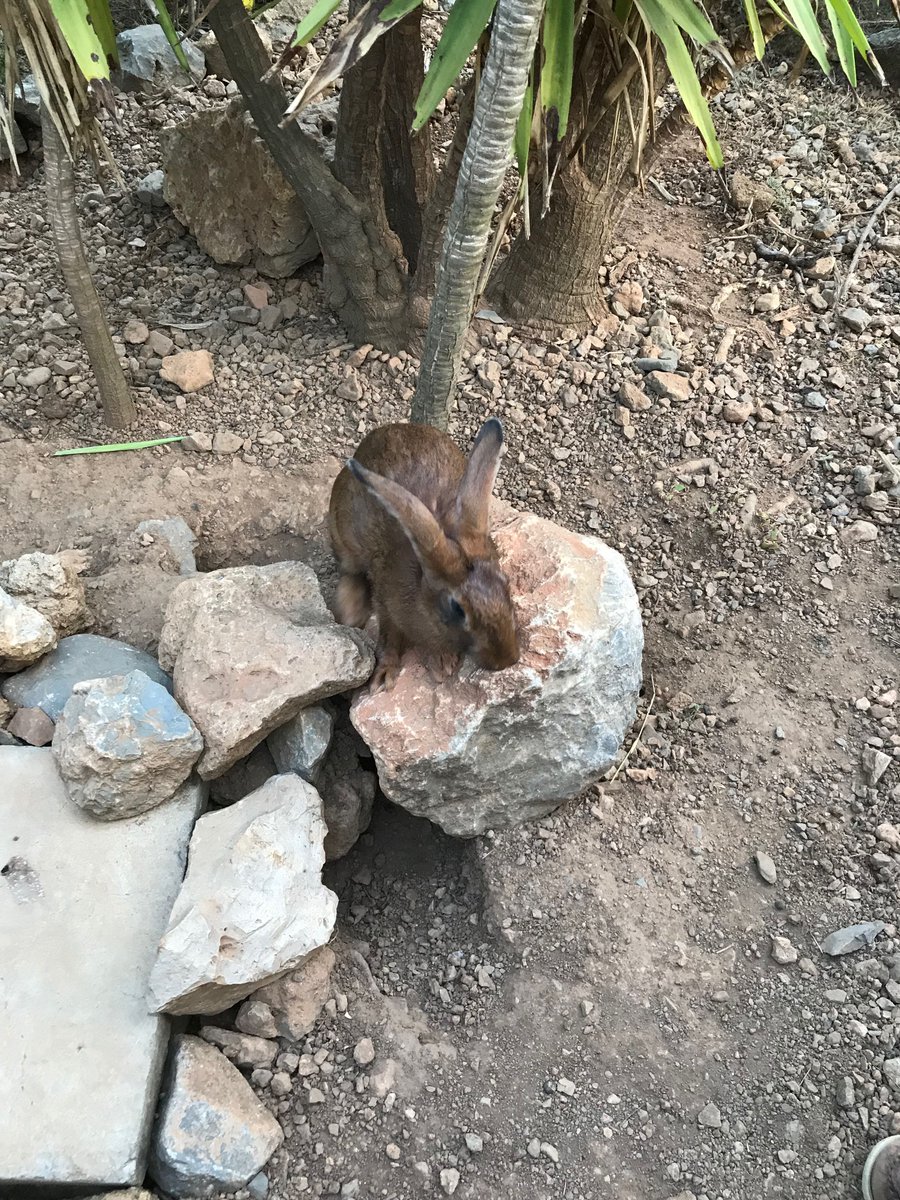 emmamilnethevet's tweet image. Met these rabbits this weekend. If only more pet rabbits had this freedom, social contact, the ability to dig, stretch out, stand up, explore and a body that&apos;s fit to do all those things! More on my FB page.