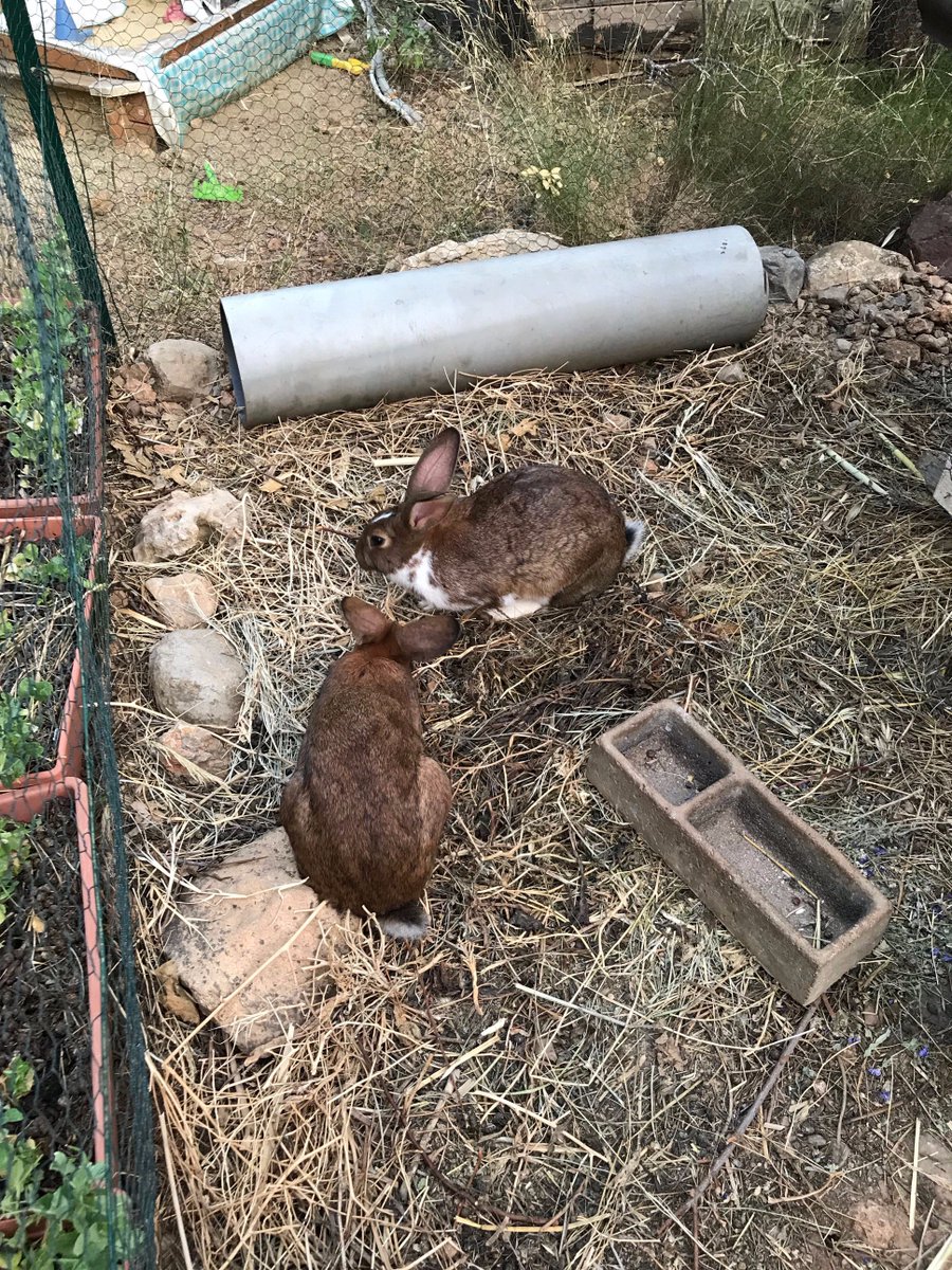 emmamilnethevet's tweet image. Met these rabbits this weekend. If only more pet rabbits had this freedom, social contact, the ability to dig, stretch out, stand up, explore and a body that&apos;s fit to do all those things! More on my FB page.