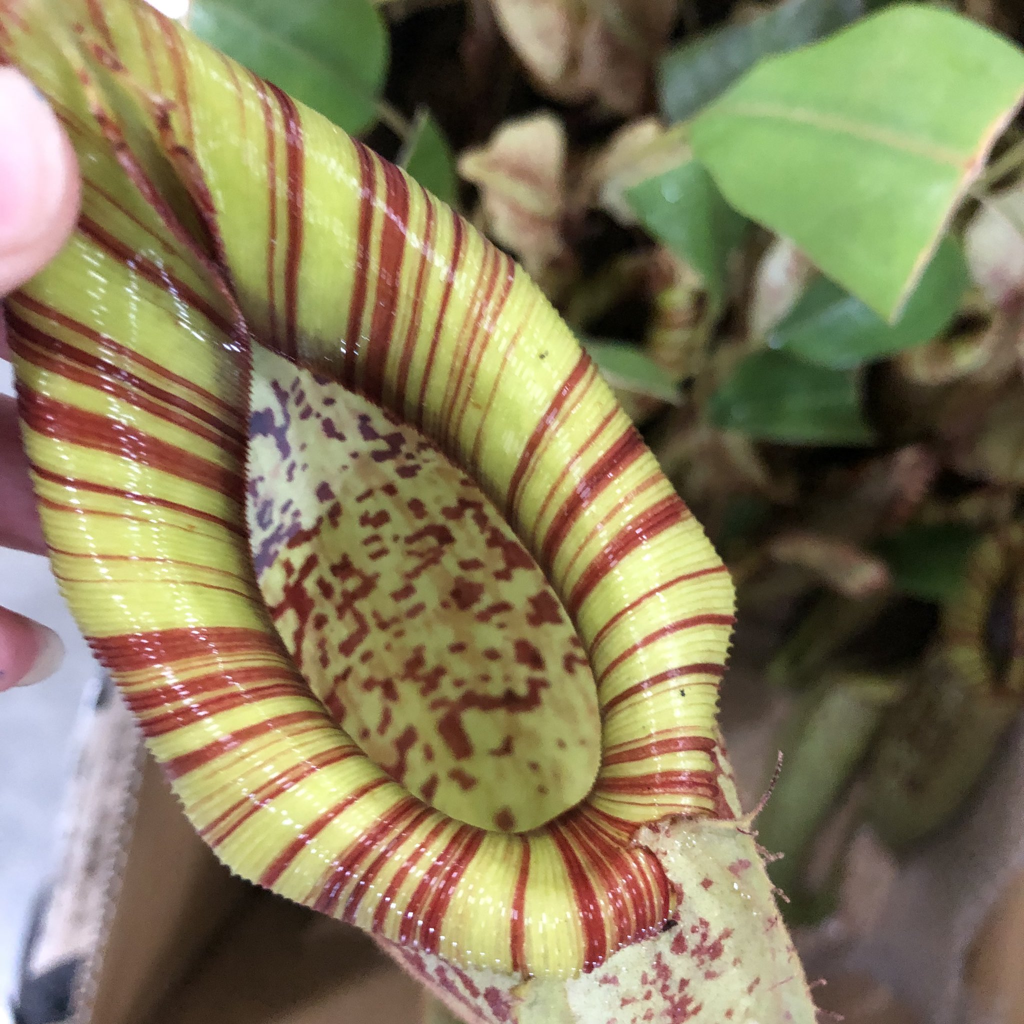 湊 ウツボカズラ グロいとかエロいとかヤラシイとか そんな言葉が似合う 他の花にはない魅力がある花 T Co 6fnlot0y57 Twitter