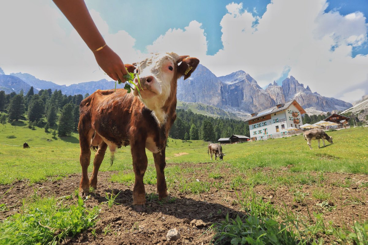 AntonSessa's tweet photo. Quattro passi nel giardino delle rose ... #catinaccio #dolomiti #valdifassa #ciampedie #vigodifassa @DolomitesUNESCO https://t.co/7mzsRzCDqs