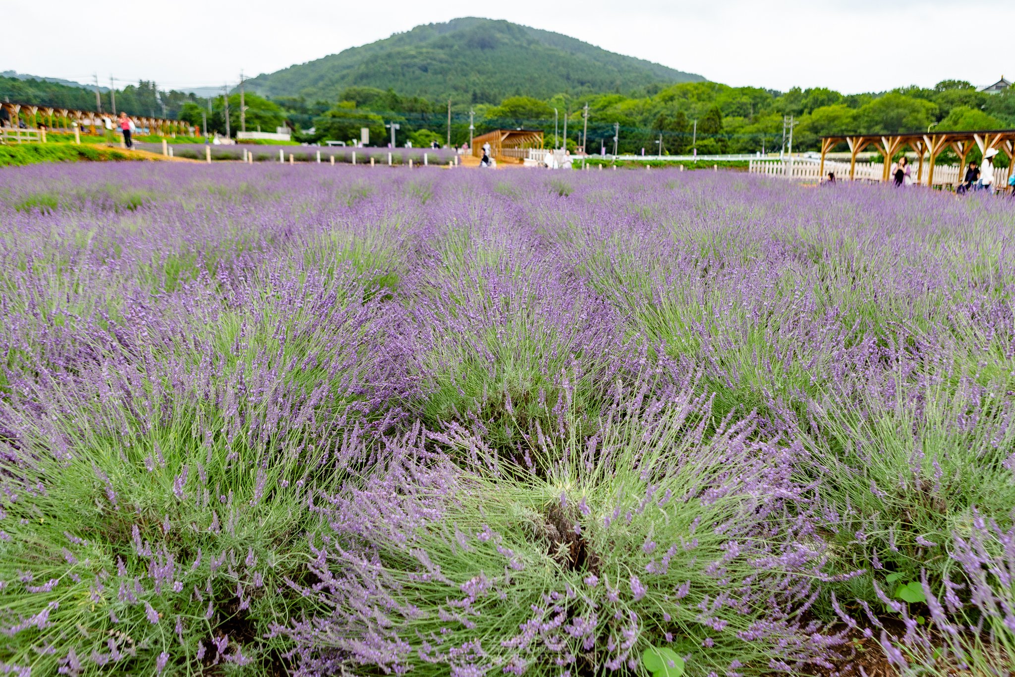 Yuji Shibasaki Photo 千年の苑 ラベンダー園 埼玉県嵐山町に今年から本格オープンした日本最大級の ラベンダー畑 約5万株のラベンダーの甘い香りが周囲を包み込みむ 摘み取り体験も好評で 持ち帰って香りを楽しむことも出来ます 千年の苑