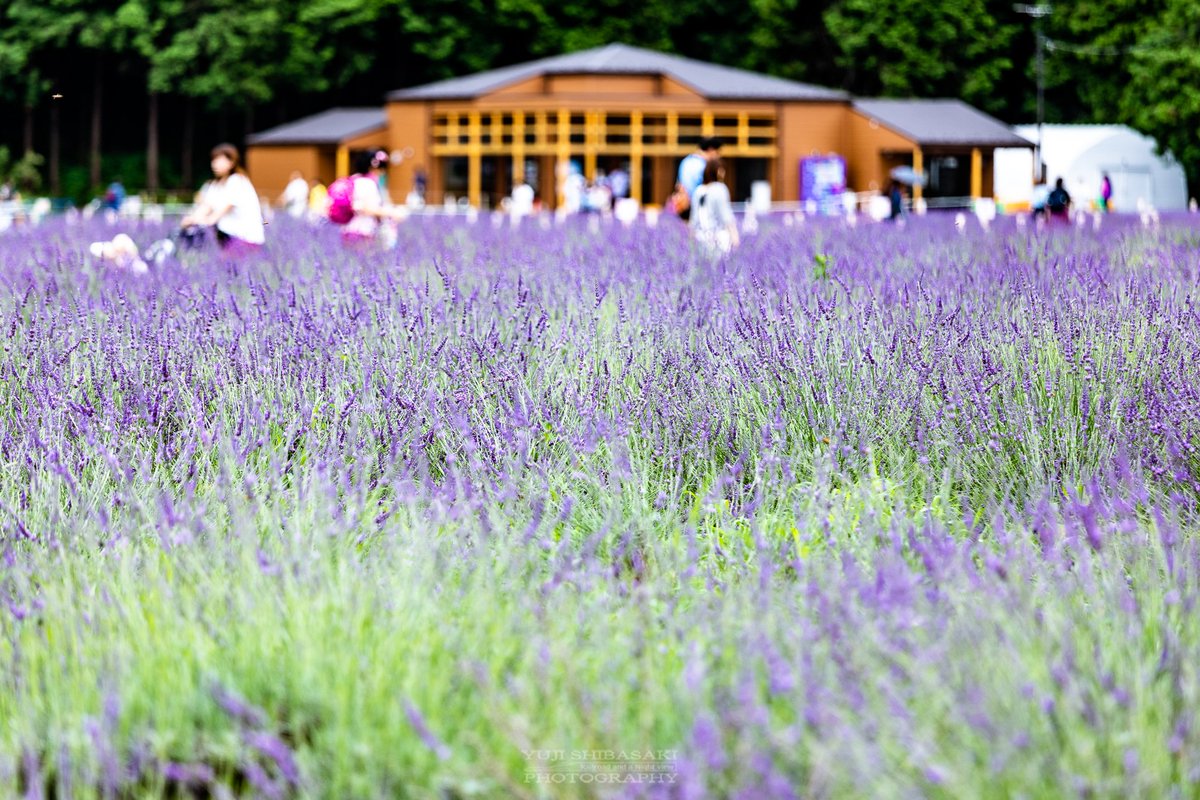 Yuji Shibasaki Photo 千年の苑 ラベンダー園 埼玉県嵐山町に今年から本格オープンした日本最大級の ラベンダー畑 約5万株のラベンダーの甘い香りが周囲を包み込みむ 摘み取り体験も好評で 持ち帰って香りを楽しむことも出来ます 千年の苑