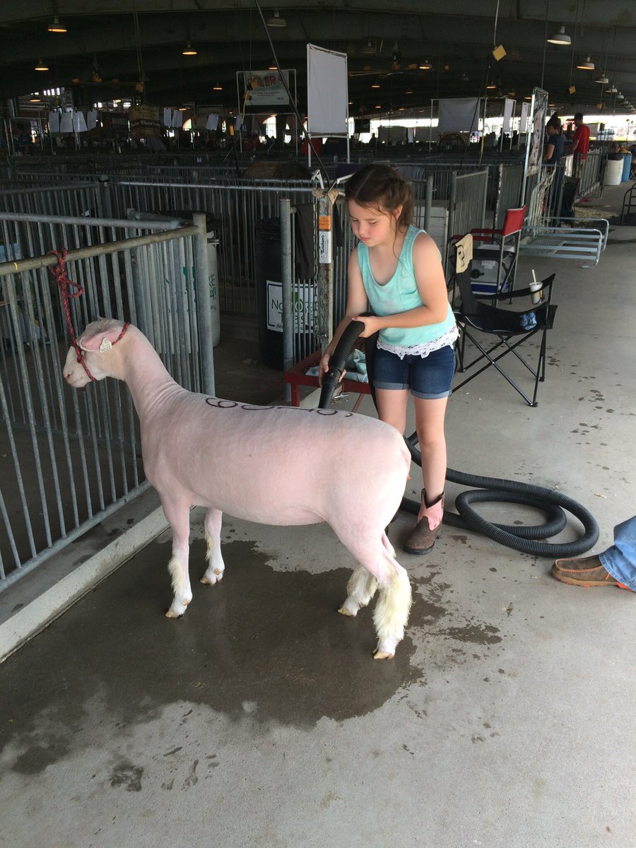 ElishaSurber's tweet photo. #mwsrs2019 @MidwestSale  Surber Show Sheep had a great week in Sedalia. Can’t wait for next year! 🐑💗 https://t.co/d3g4ynUBie