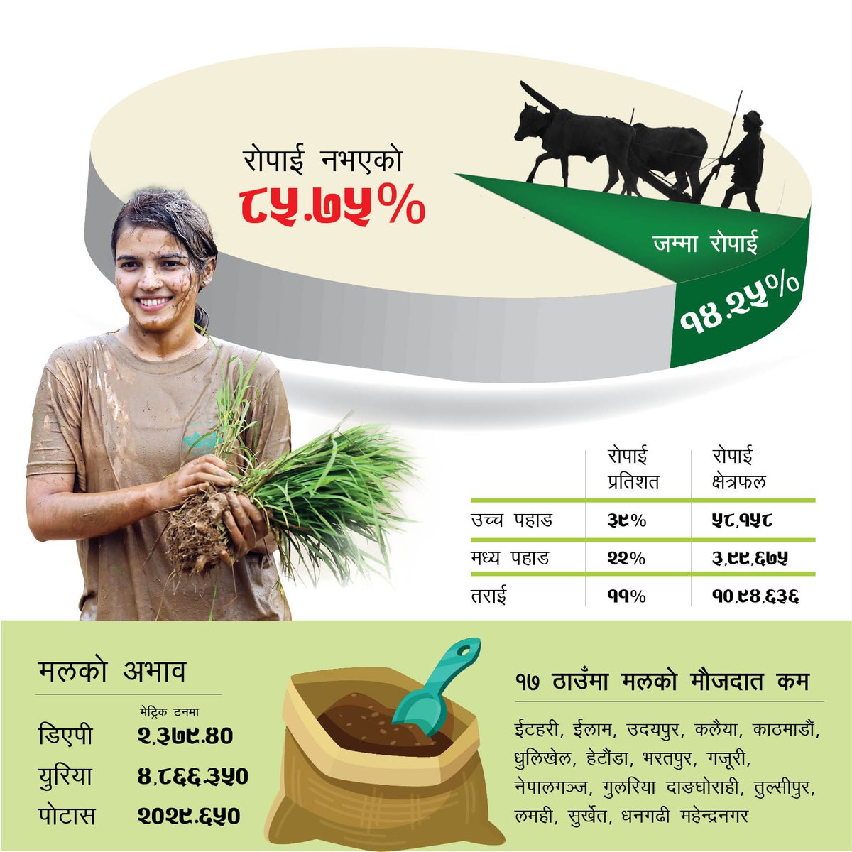 धान रोपाई जम्मा 14.25 प्रतिशत #INFOGRAPHICS #Nepal #Agriculture #PaddyCultivation