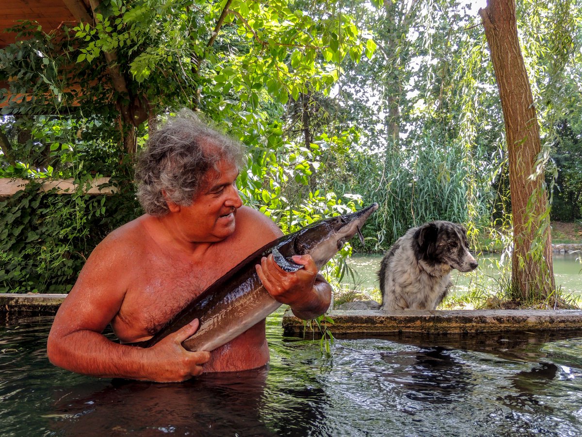 GabrieleFerron's tweet photo. Non solo il cane è il miglior amico dell'uomo alla Pila Vecia Gabriele Ferron ha un grande amico storione di nome Filippo!

Venite a conoscerlo anche voi alla Pila Vecia! https://t.co/OU248aYF9j
