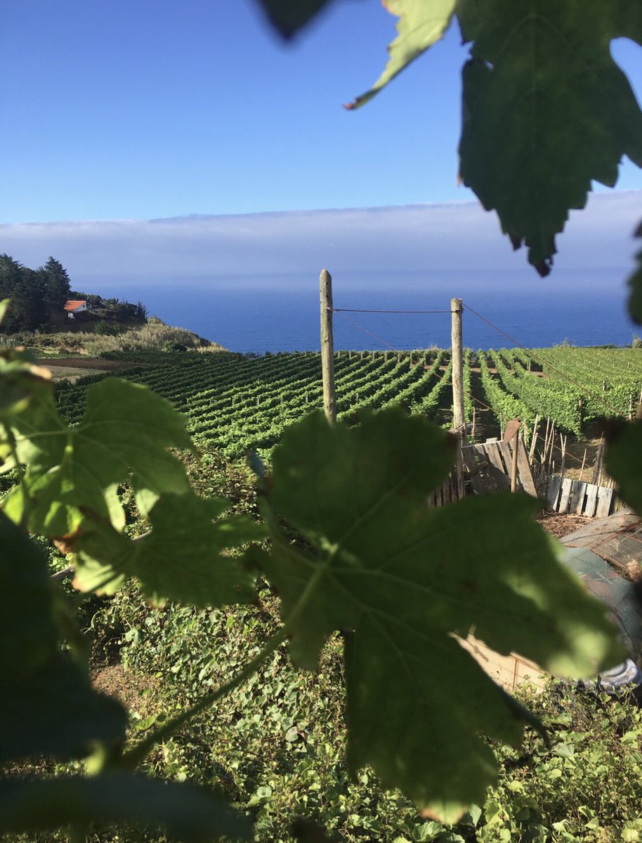 Madeira wine day!! 😍😍