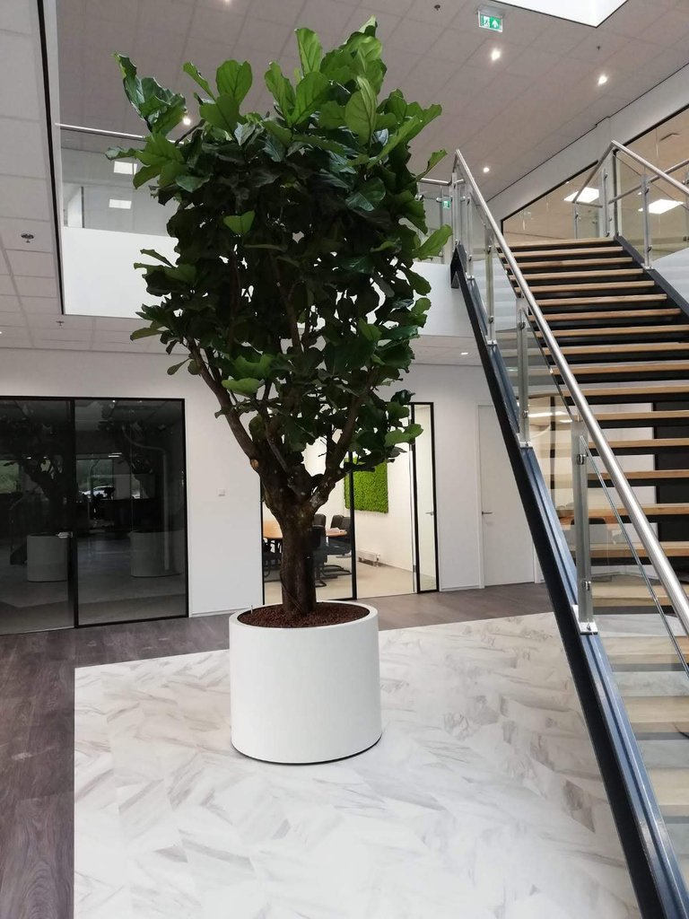 De Ficus Lyrata, ook wel tabaksplant of vioolbladplant is een makkelijke plant die graag in de zon staat en regelmatig water nodig heeft. De Ficus Lyrata kenmerkt zich door zijn grote bladeren.#Ficuslyrata #lyrata #tabaksplant #vioolbladplant #ficus  #plants #plant #green #trees