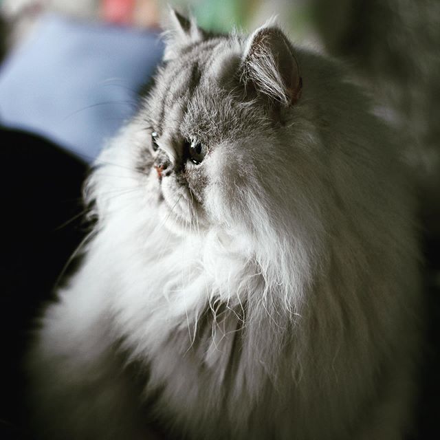 derpycatsandchn's tweet photo. Artemis’s profile view, like a classic painting masterpiece 😍 https://t.co/5baBmyww4p