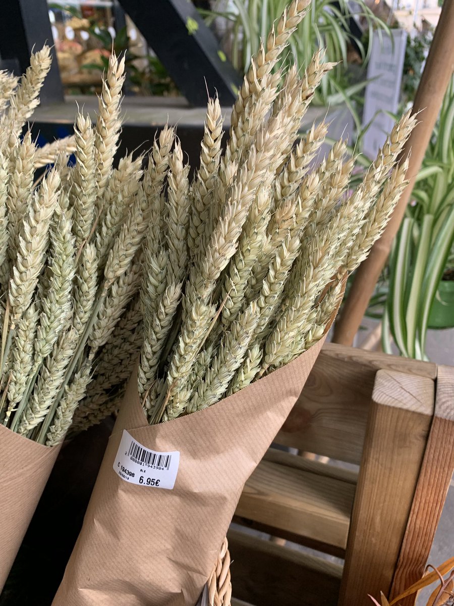 olivier_frey's tweet image. Sinon pour les céréaliers, si votre blé a séché à cause de la canicule voici une idée de valorisation   rémunératrice sur Paris ;-)