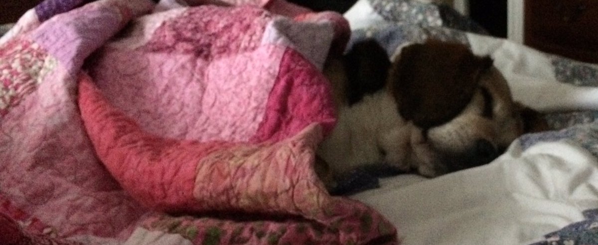 id_dwayne's tweet photo. Uncle Leon having a nap after waking up at 6:00AM looking for breakfast. I placed the quilt over him to ensure that he was warm. Sweet dreams little buddy. @BeaglePaws  @emhartNL #beagles #fosterdog https://t.co/KVn1fyCbLF