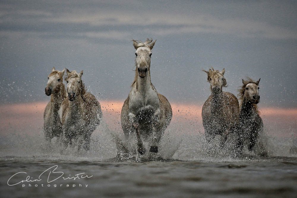 We have a Photo of the Month each month &amp; a print of the image will be displayed in our sponsors <a href="/Photosound_/">Photosound</a> shop window in Bishop's Stortford (20 Bridge Street, Bishops Stortford, CM23 2JY) - this is July's winner by Colin Brister