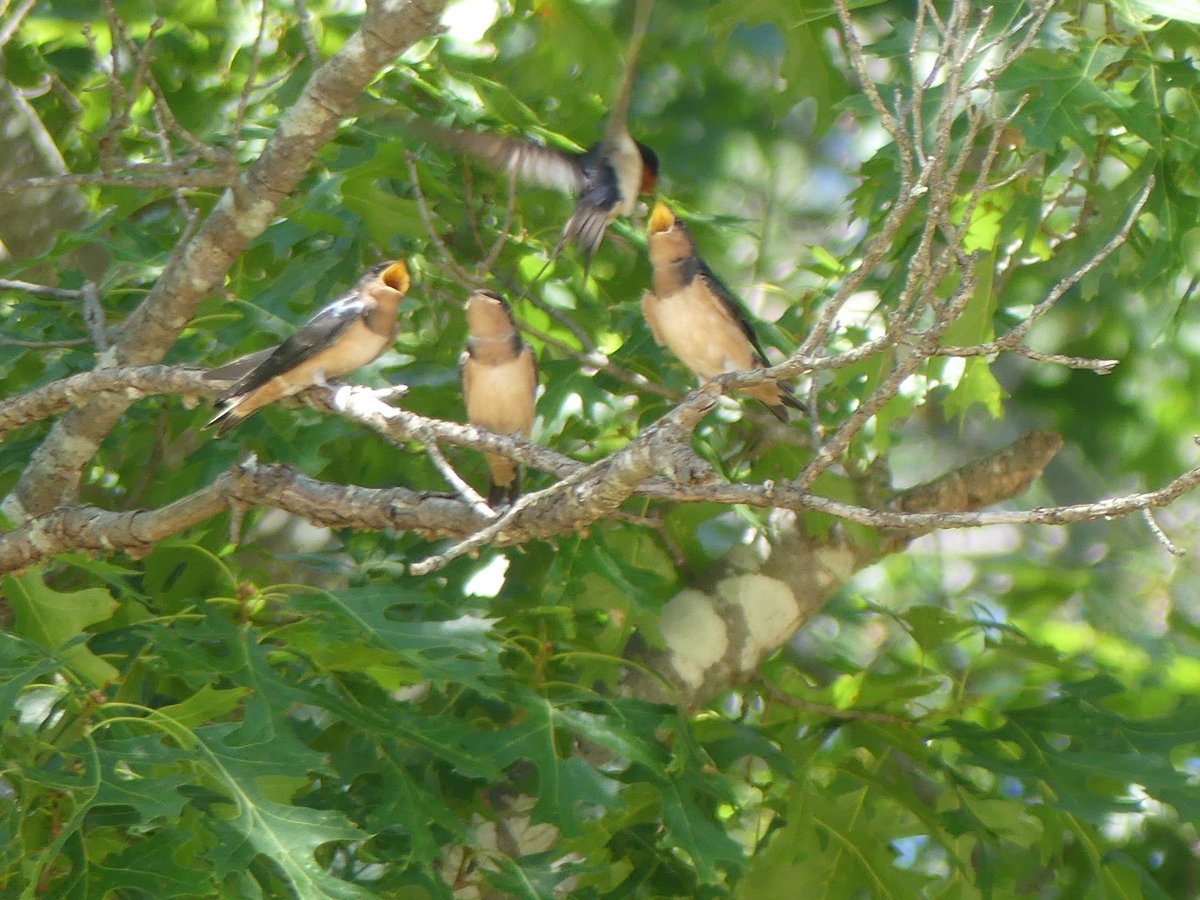 @BirdQueens Mama Barn feeding her young EPCAL