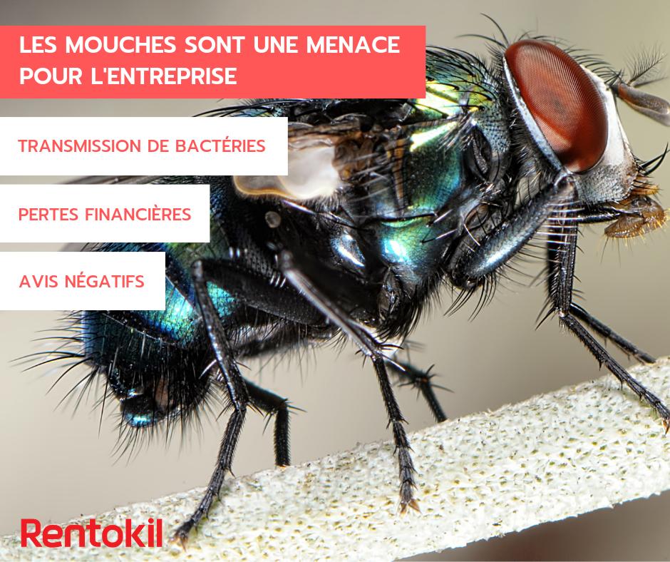 RI_France's tweet photo. En plus d'être source de distraction les #insectes volants peuvent être porteurs de #maladies transmissible au sein de votre entreprise... 
Pour en apprendre d'avantage : https://t.co/iu3bixyc2Q https://t.co/Ref1b0he3m