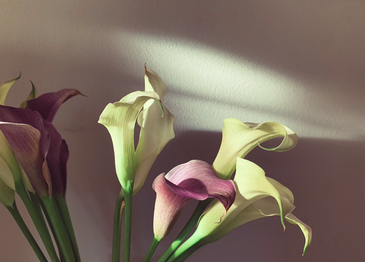 snapgraz's tweet image. Tracking the light.

#phillyphotographer #naturallight #VSCO #portraiture