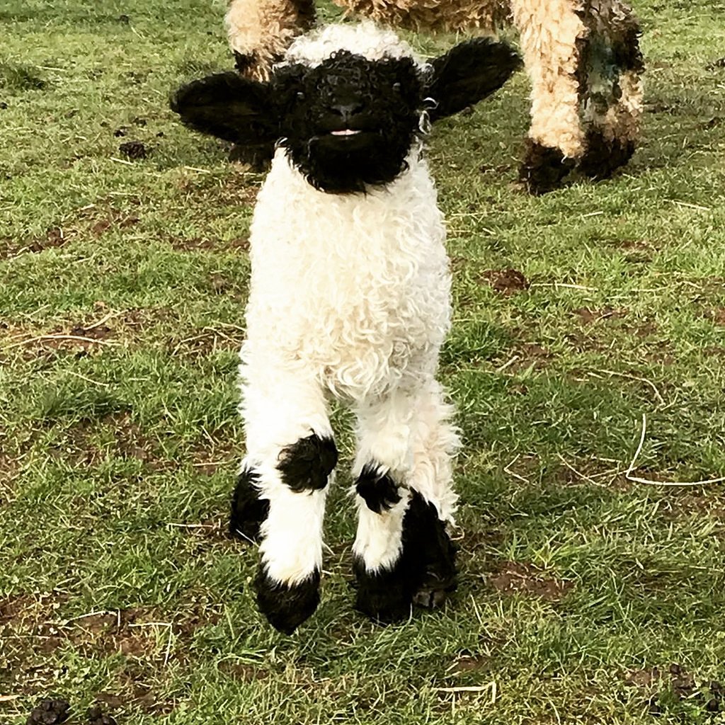 we need your support!

to tell a great story... and to make these cute sheep happy!

kickstarter.com/projects/thewe…