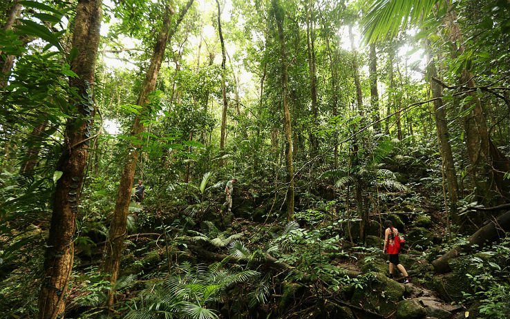 SkyTG24's tweet photo. Gli effetti benefici del ‘bagno nella foresta’: ridurrebbe l’ansia https://t.co/cXYCpv3wsB https://t.co/cxuxjJ7Jg6