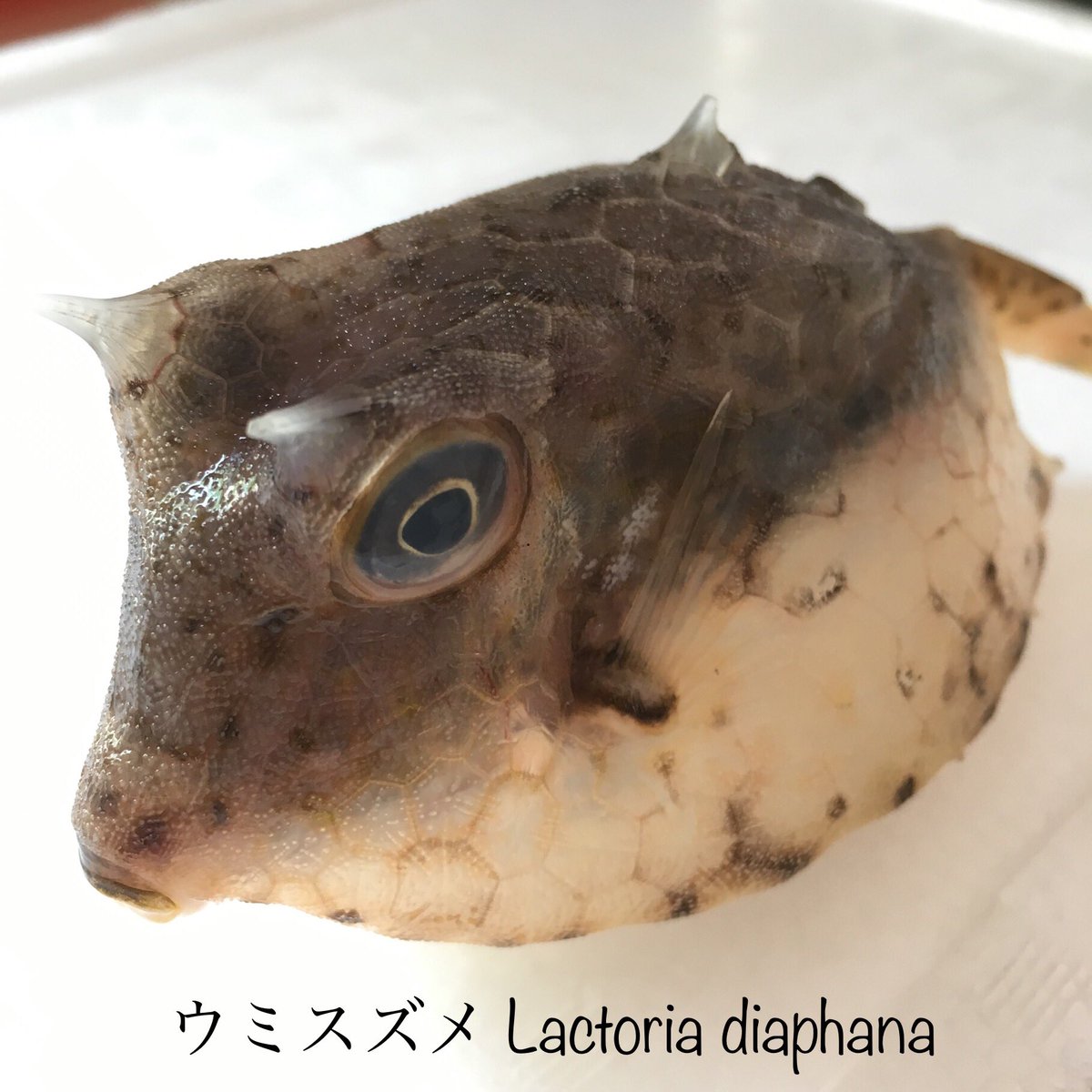 ナチュラボ コクーン على تويتر 珍魚たち来た 千葉の漁港で捨てられていた彼らを 両親がクール便で送ってくれました 可愛すぎるー 生きていたら飼いたかった 彼らは夫の手により骨格標本になりましたー その写真は次回 アカグツ ウミスズメ マツカサウオ 魚