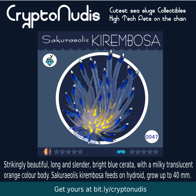 Strikingly beautiful, long and slender, bright blue cerata, with a milky translucent
orange colour body. Sakuraeolis kirembosa feeds on hydroid, grow up to 40 mm. 
check it out at opensea.io/assets/0x48718…