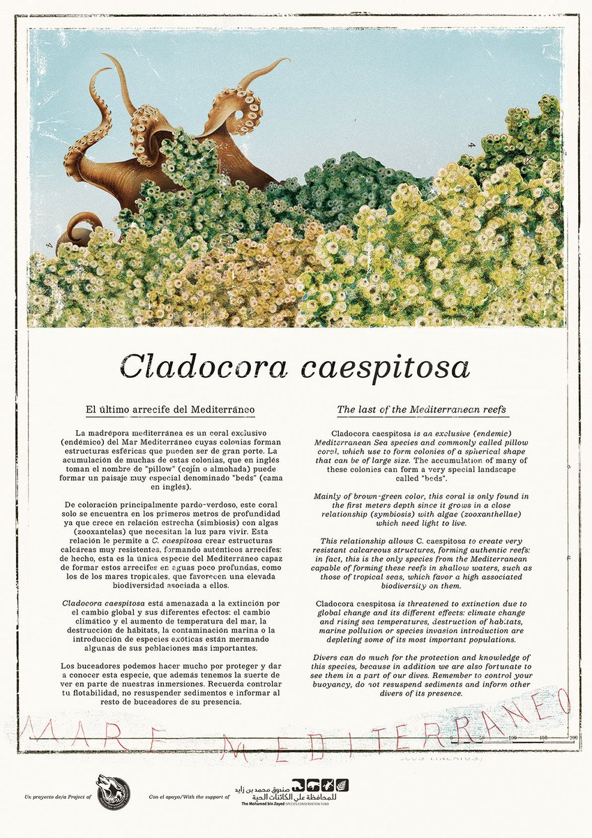 Alboràn Hashtag On Twitter