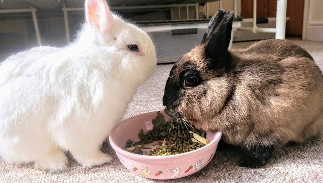 bristolrabbitre's tweet photo. Please leave us in peace!! #sideeye #hungry #littlelivesmatter #brraf https://t.co/0jjEvqV3d7