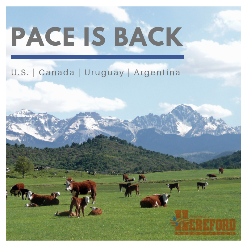 americanherf's tweet photo. The AHA is excited to announce the relaunch of PACE! This international effort boosts sales of #Hereford genetics worldwide. @CAN_Hereford @hereforduy @AsocHereford 
Read more at https://t.co/W4Q84PKD1k. https://t.co/1xcbBtM1g0