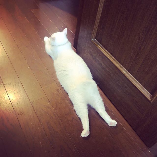 caracatcafe's tweet photo. シーズン中は伸びあーちゃん登場率が高くなりますが、ご了承ください😅
#伸び猫
#AMO #あーちゃん
#白猫 #幻の猫
#保護猫
#ねこのいる暮らし #ねこのいる生活
#cat #catsofinstagram #instacat #sweetcatshub
#猫 #ねこ #ネコ #猫カフェ #caracatcafe #箕面 #北摂
#cccs03a https://t.co/8mxo8Qgso7