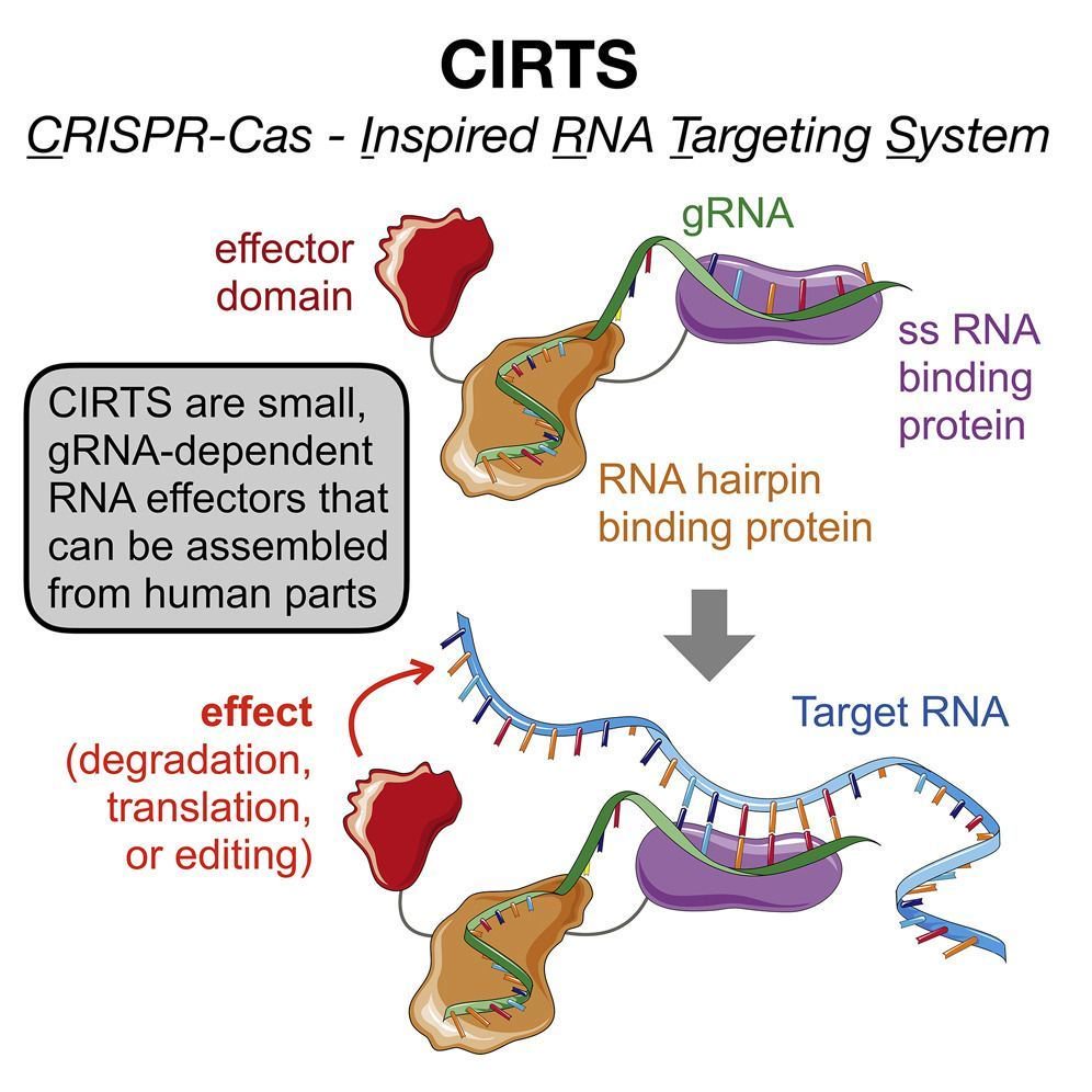 mmw_lmw's tweet photo. #CRISPRCas inspired RNA targeting system | #CIRTS is a general strategy for engineering #ProgrammableRNA_Effectors | Bryan Dickinson @UChicago @CellCellPress https://t.co/35V9sW5bXh | #June2019_ReCap https://t.co/UDXB0cceQ4