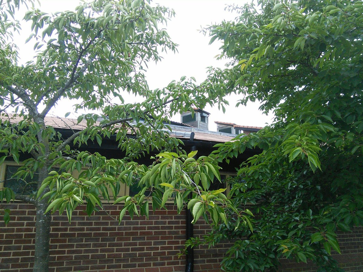 WoodbridgePSch's tweet photo. We are the first school to be involved in supporting Swifts in Woodbridge. 2 nesting boxes in situ thanks to Toni Howe for those. Thank you to Jenny James for support and info and to Steve Stokes for sounds system.  Fingers crossed! https://t.co/9yuZtGoMDO