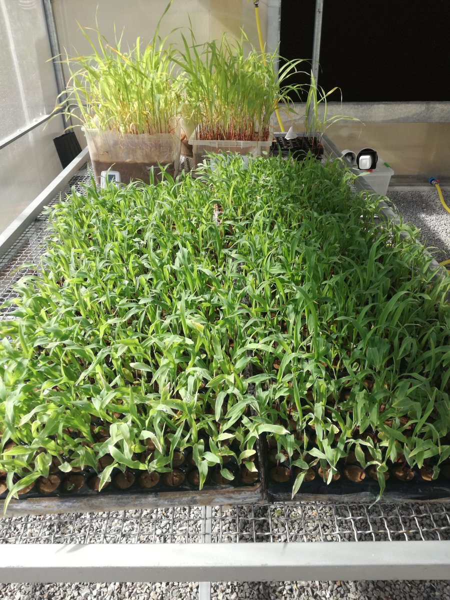AmeurCherif's tweet photo. Ongoing in-green house/field experiments of PGPR maize.. #water @madforwater #H2020 #BVBGR_Lab @universitUMA https://t.co/GrqvgLJbtL