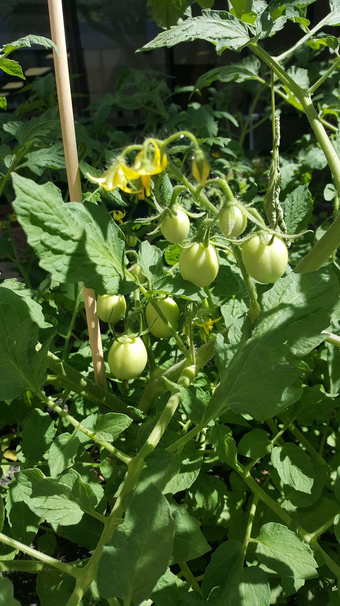 TomatoGators's tweet photo. Tomato update https://t.co/ZGfwf6b7D0