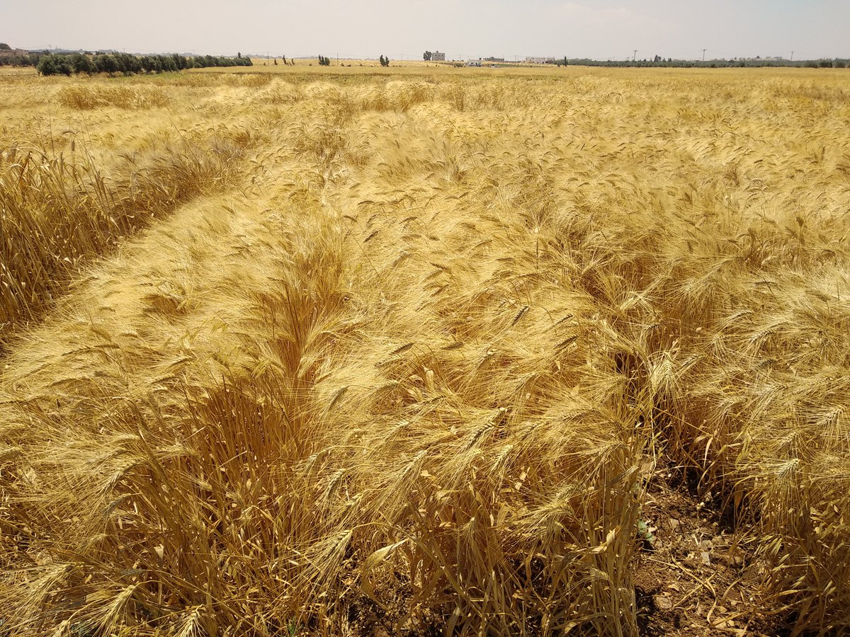 Peleglab's tweet photo. Happy to present our #WheatME project, at MERC @USAID meeting in the Jordanian dead sea. Great Israeli-Jordanian research collaboration aming at improving wheat production under changing climate in the Middle East region. @HUJIAgri https://t.co/OBzcUgUHjk