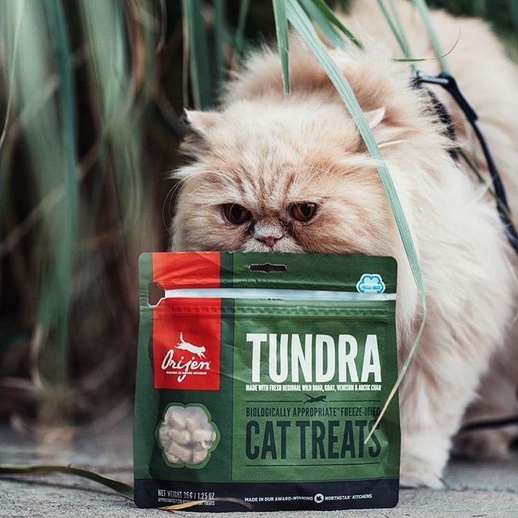 junnipets's tweet photo. If you treat me right, I’ll treat you better ♥️
.
〰️ Biscoitos/Treats Orijen para gato 🐈
.
Os biscoitos Orijen são 100% proteína animal, congelados a seco para preservar nutrientes e sabores e sem conservantes ou aditivos.

Uma recompensa biologicamente apropriada 👌🌱 https://t.co/0M8M3QcbtL
