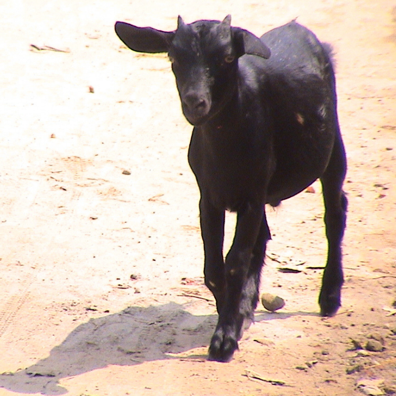 BioMedCentral's tweet image. July’s featured #datanote is the genome of the Black Bengal goat: bit.ly/2XgU4V0 
#researchnotes #genomics #opendata
