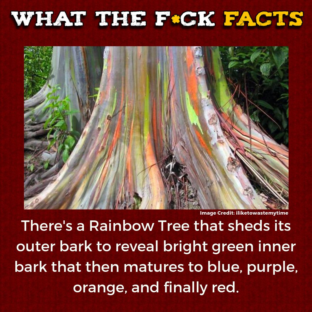 WhatTheFFacts's tweet image. 