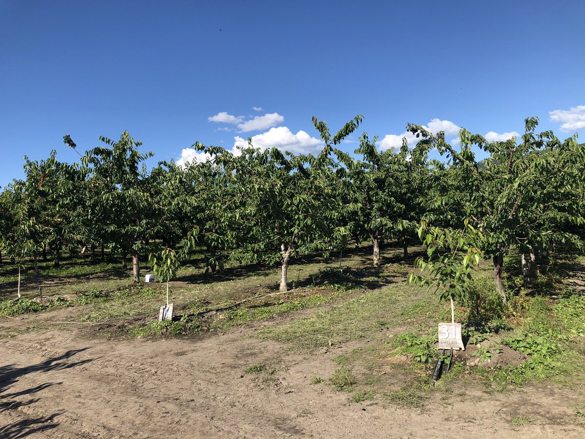 nnulk's tweet photo. @hashanipee Just picked like 9kgs of cherries  #notallergic https://t.co/2Eg687hV8l