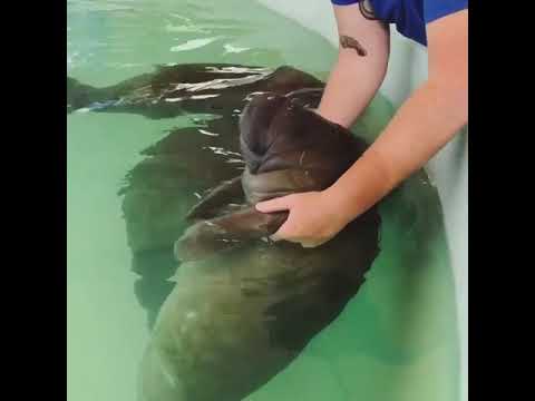 When it's #ManateeMonday and you get yourself a nice massage :3