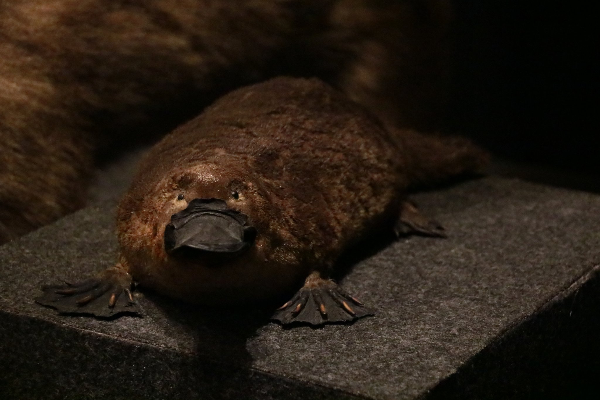 F 答えは えら呼吸 です カモノハシは他の哺乳類と同じで肺呼吸をします しかし他の哺乳類に無い特徴をいくつも持っています それが毒を持つ 乳首が無い 卵を産む などです T Co Tmdyhtc2w7 Twitter