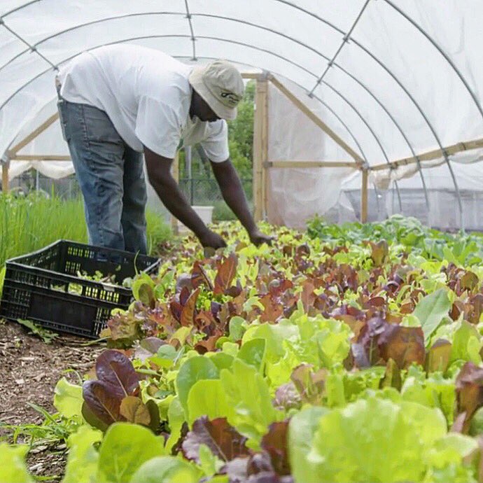 freshmoveschi's tweet photo. Today we will have spring onions, salad mix, as well as other greens from the farm on the bus. See you soon, Mount Sinai, Trina Davila and North Kostner Health Centers. #freshmovesintheneighborhood https://t.co/24qVNgSyyk