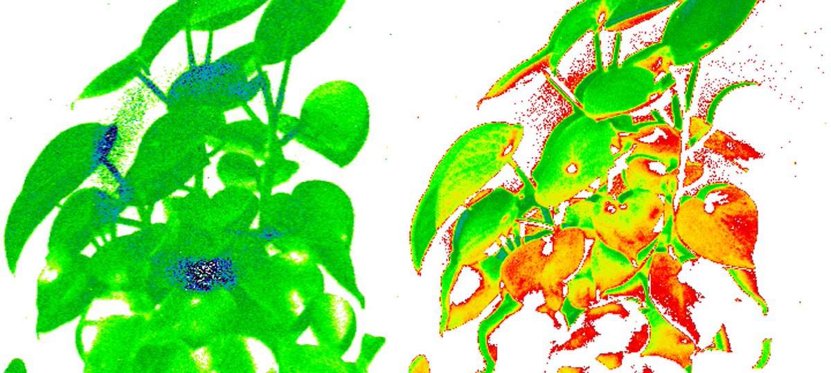 Interesting to see all the "hidden" patterns that become visible with our #multispectral GreenspectIR imager.
There are very high levels of chlorophyll throughout the entire plant (left), yet with the NDVI/EVI analysis (right) it becomes clear that some parts are very stressed.
