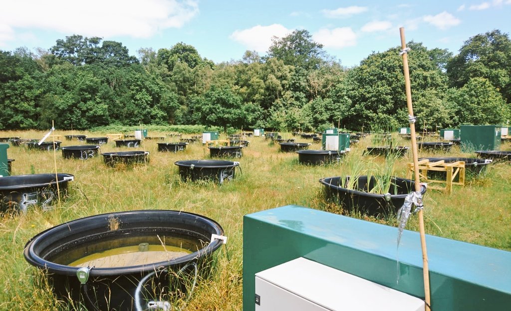 BETA_TechCenter's tweet image. 🔛 Just starting the @Aquacosm Summer School in the @imperialcollege of #London. Today, field demonstration of #Mesocosm design in Silwood Park.

#AquaticEcology