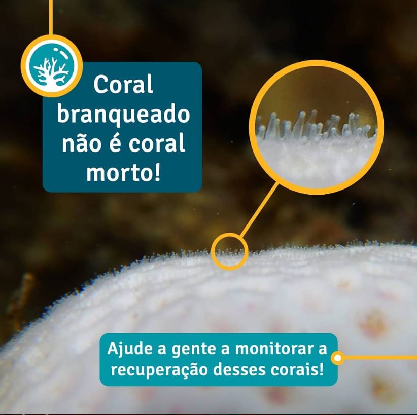 DeOlhoNosCorais's tweet photo. Temos falado bastante em branqueamento de corais e seus efeitos negativos 🤒! Mas a boa notícia é que o branqueamento não necessariamente causa a morte do coral! Muitas vezes eles podem se recuperar 💪🏽! O que acham de contarmos histórias de recuperação? https://t.co/ajBPD89JzQ