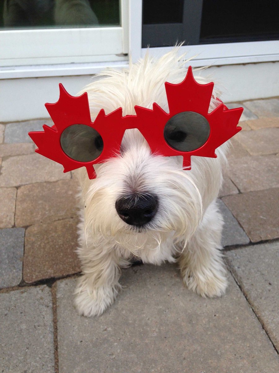 Happy Canada d’Eh, y’all 🐶😎🇨🇦