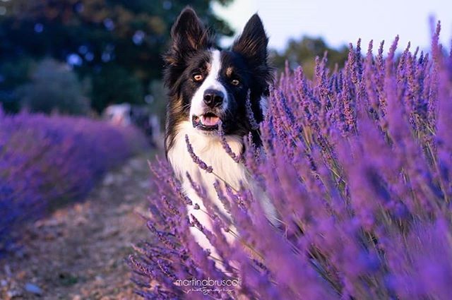 bausocial's tweet photo. Se dovessi scegliere tra abolire la fame nel mondo e dare una carezza ad Attila, quanto gli stropicceresti il pelo?

#BauSocial 
Foto di:
@attila_bordercollie
•
It feels like Provence, but it’s Tuscany 💟
|
|
Un grazie speciale all’azienda @lavandadim… https://t.co/UY2tYMBAkq https://t.co/ChwjCTIULO