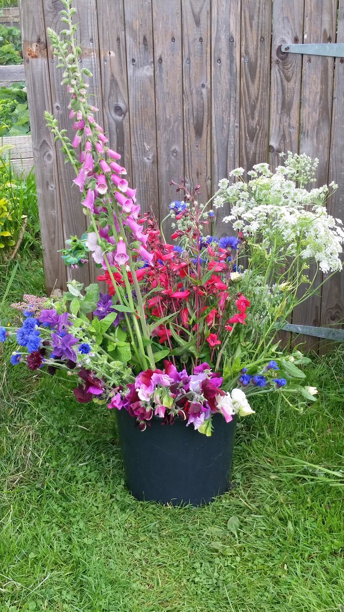 This morning's bucket of fresh #britishflowers cut straight from the plot. #flowers to make you #smile. Enjoy your day! #alcester  #grownnotflown #stratforduponavon #MondayMotivation #julyflowers  #happy