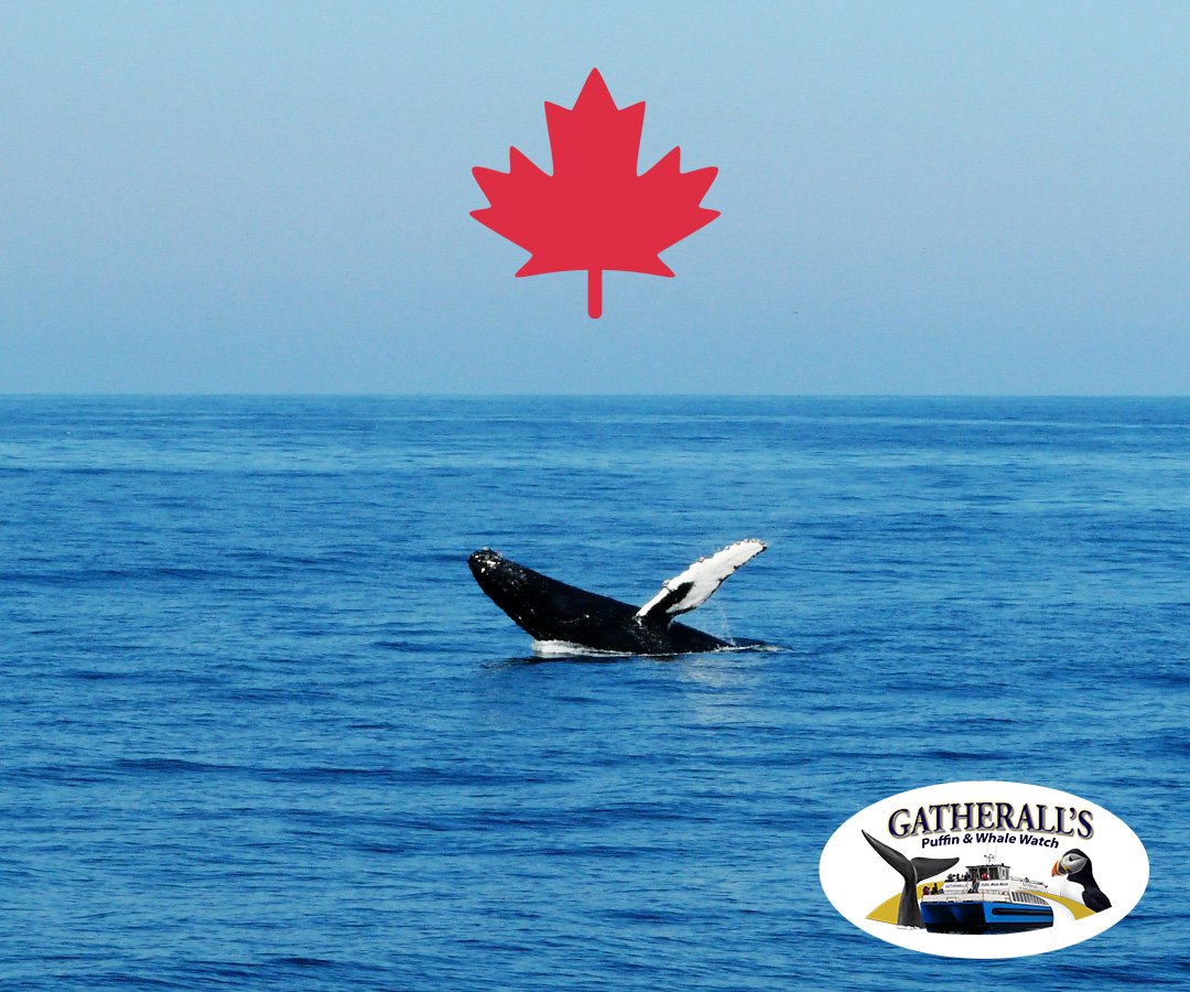 Gatheralls's tweet photo. π¨π¦ Wishing all of our guests, staff, crew, family, & friends a very Happy Canada Day. We are so lucky to live in such a beautiful country that we are honoured to showcase everyday! β€οΈ
#CanadaDay #ExploreNL #Gatheralls #MakingMemoires https://t.co/wOY51qypVy