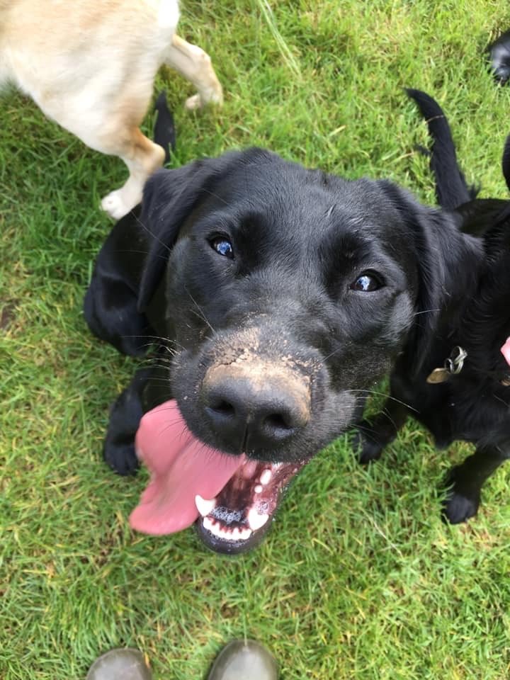 WRPServices's tweet photo. Ahh we miss you Clover!  Thanks for sending us this latest photo of you enjoying your next guide dog training phase #cutedogs #helpingtheblind https://t.co/nrvL8UytBo