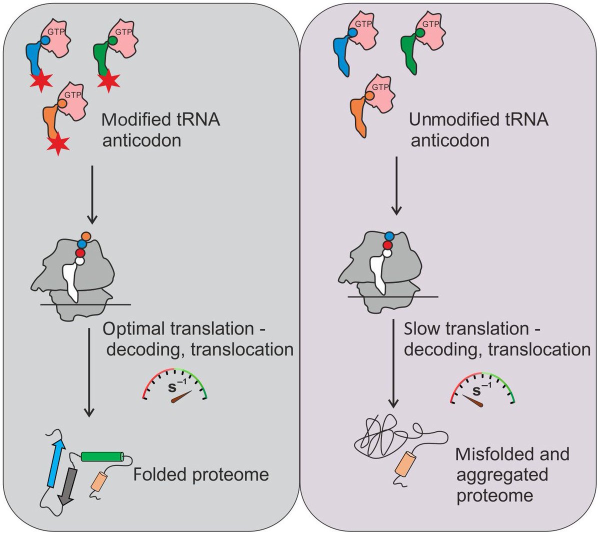 #Review: The #epitranscriptome in #translationregulation →febs.onlinelibrary.wiley.com/doi/10.1002/18… #proteinsynthesis #RNAmodifications #mRNAtranslation #proteinhomeostasis #RNA