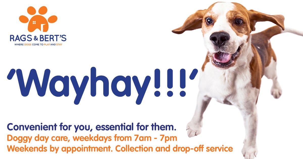 Monday playday, wayhay!
At Rags &amp; Bert's, your loved one is looked after by caring, qualified professionals, whilst they are having an amazing time with all their friends! 
Call 0118 207 7788 to register for our free 30-minute Play &amp; Stay assessment, or  ragsandberts.co.uk/8/Doggy-Day-Ca…