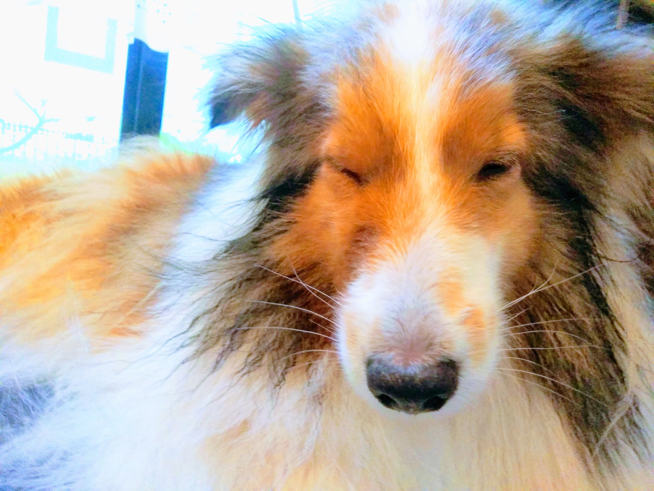 犬の誤飲 Twitter Search Twitter